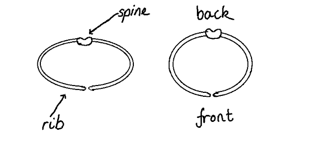 Rib Cages and Bra Fitting – a Masterpost